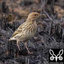 ムネアカタヒバリ成鳥。夏羽から冬羽へ移行中。
