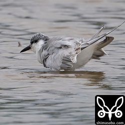 クロハラアジサシ成鳥冬羽。