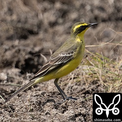 (キマユ)ツメナガセキレイのオス冬羽。夏羽と思われがちですが、冬羽です。