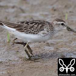 ヒバリシギ第1回冬羽。