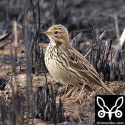 ムネアカタヒバリ幼鳥。