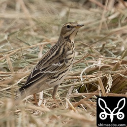 ムネアカタヒバリ幼鳥。