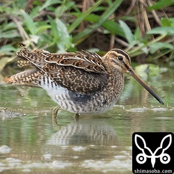 タシギ幼鳥。ほとんどタシギです。