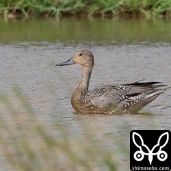 オナガガモの確認は先月の中旬にしていましたが、撮影は今季初。