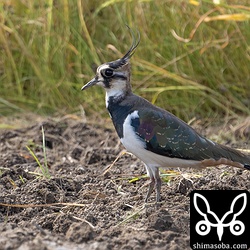 タゲリは大きな群れが数日前に入り、島のあちこちで確認されます。
