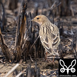 ムネアカタヒバリ夏羽から冬羽へ。