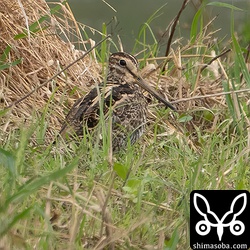 久しぶりのチュウジシギ。