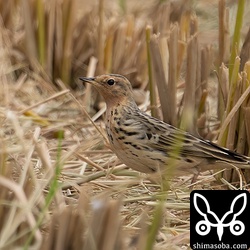 ムネアカタヒバリ夏羽から冬羽へ。