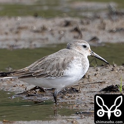 ハマシギ第1回冬羽。