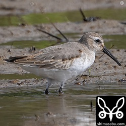 ハマシギは10羽程度の群れでした。