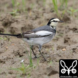 ハクセキレイのオス第1回冬羽。