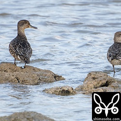 海岸にコガモが2羽。