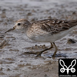 ヒバリシギ幼羽後期。