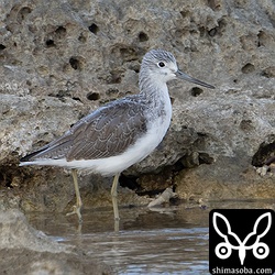 海岸のアオアシシギ。