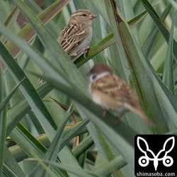 イエスズメ(上)とスズメ。