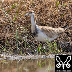 猛禽が上空を通過すると警戒を強めていました。