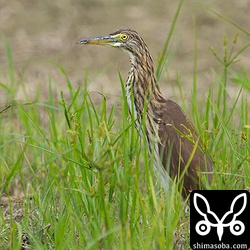 アカガシラサギ冬羽。