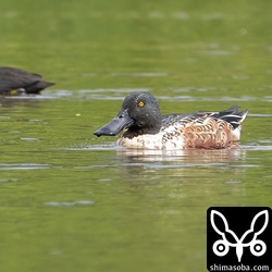 ハシビロガモのオス。