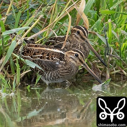 タシギが2羽。両方とも幼鳥。