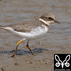 こちらもコチドリ冬羽。