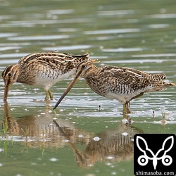 こちらも両者タシギ。