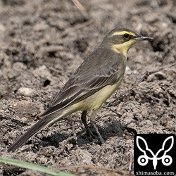 (キマユ)ツメナガセキレイ第1回冬羽。