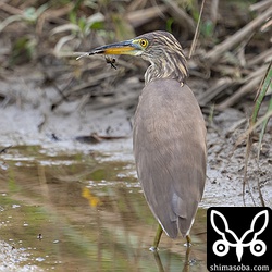 別個体。こちらもアカガシラサギ冬羽。トンボを捕まえていました。