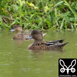 ヒドリガモのメス。