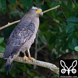 若いカンムリワシ。一部幼羽が残っています。
