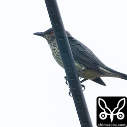 ミドリカラスモドキの幼鳥。