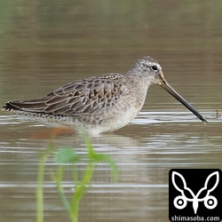 オオハシシギ。いつも一緒だったオグロシギは、もといた田んぼへ帰ってしまいました。