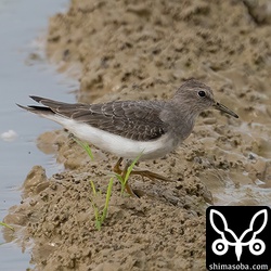 オジロトウネン幼羽から第1回冬羽へ換羽中。