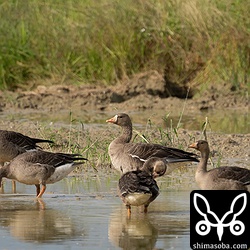 前日に25羽が入ったマガン。