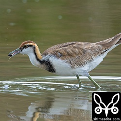 小さな巻貝を食っていました。