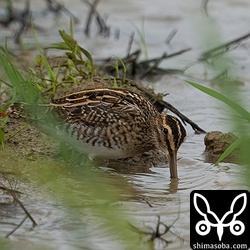 タシギ第1回冬羽。