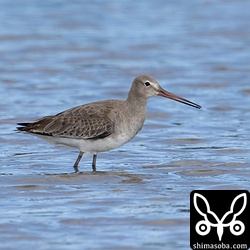 `オオハシシギと一緒だったオグロシギ <https://shimasoba.com/blog/1973/>`_ は、なぜかオオハシシギと別れて `元の場所 <https://shimasoba.com/blog/1972/>`_ に戻っていた。なぜ? ^^;