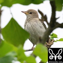 風が強く時折、雨も降っている中、バライロムクドリは元気に木から木へと移り、木の実や昆虫を捕まえていました。