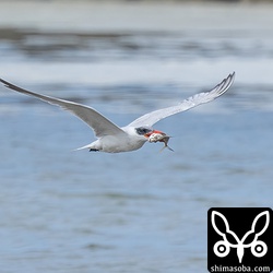 獲物を捕まえたオニアジサシ成鳥。