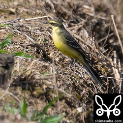 ツメナガセキレイ冬羽。