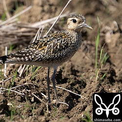 ムナグロ幼鳥。