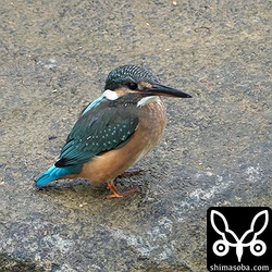 近くの川で魚をとっていたカワセミ幼鳥。