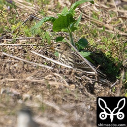 ムネアカタヒバリ幼鳥。