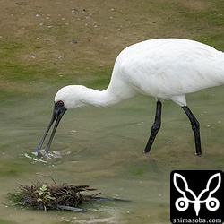 こちらも昨日飛来したクロツラヘラサギの若い個体。