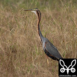 ムラサキサギ成鳥。