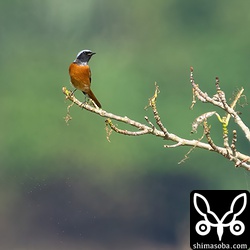 ジョウビタキのオス。