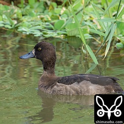 今季初のキンクロハジロ幼鳥。