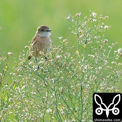 ノビタキのメス。今季は多くの個体と出会いました。