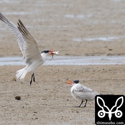 獲物をくわえて幼鳥(右)のもとへ戻った親鳥。餌を与えると思いきや飛び去ってしまいました。