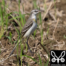 ツメナガセキレイ幼鳥。