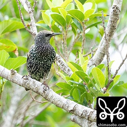 ホシムクドリ成鳥冬羽。